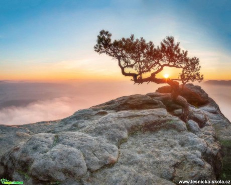 Druhá nejznámější borovice Saského Švýcarska - Foto Filip Holič 1119