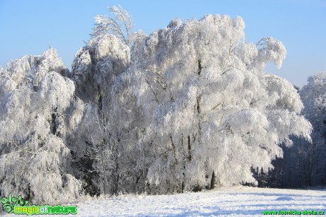 Zima na Šluknovsku - Foto Lukáš Janata