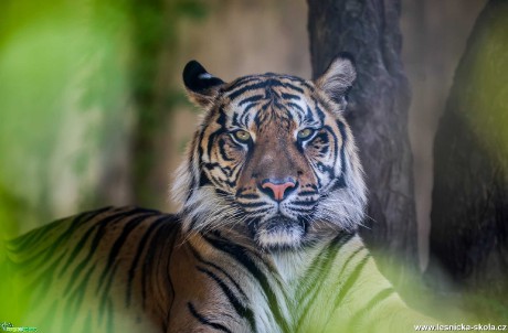 Vznešený tygr - Foto Ladislav Hanousek 0520 (1)