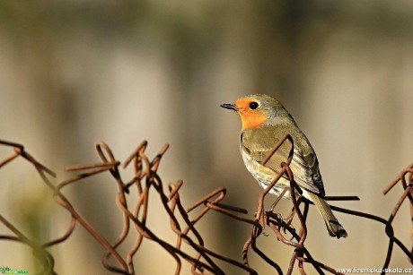 Červenka obecná - Erithacus rubecula - Foto Pavel Balazka 0420 (1)