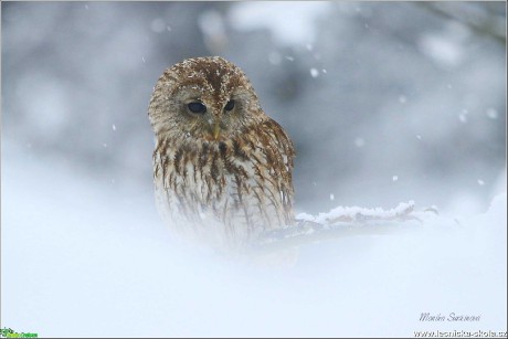 Puštík obecný - Foto Monika Suržinová 0120