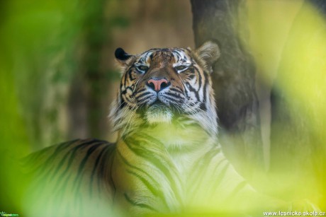Vznešený tygr - Foto Ladislav Hanousek 0520 (2)