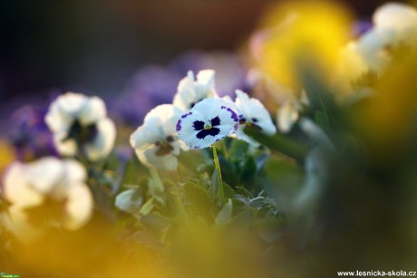 Když jaro maluje - Foto Angelika Špicarová 0920