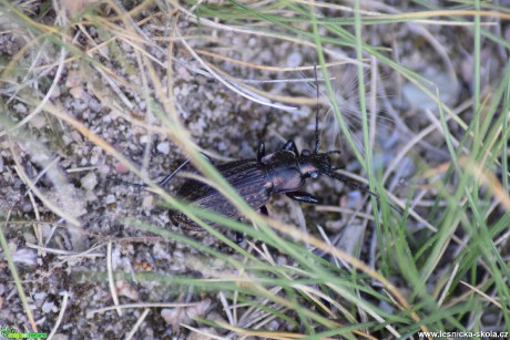 Střevlík zrnitý - Carabus granulatus - Foto Marie Žďánská 0920