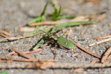 Svižník polní - Cicindela campestris - Foto Marie Žďánská 0920 (1)