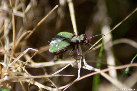 Svižník polní - Cicindela campestris - Foto Marie Žďánská 0920 (2)