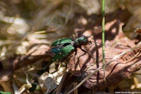 Svižník polní - Cicindela campestris - Foto Marie Žďánská 0920 (3)