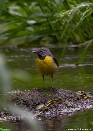 Konipas horský - Motacilla cinerea - Foto Zbyněk Tomek 0920