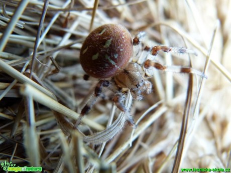 Křižák obecný - Araneus diadematus - Foto Lukáš Málek