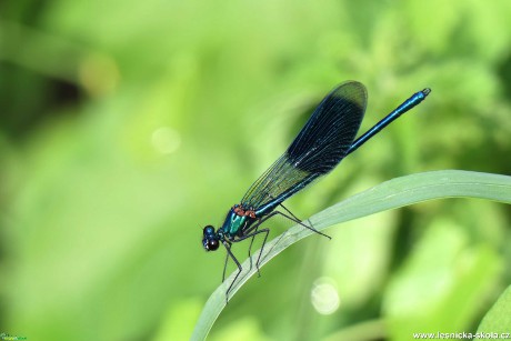 Motýlice lesklá - Calopteryx splendens - Foto Rasťo Salčík 0920