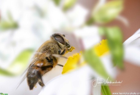 Pracovitá včelka - Foto Jana Vondráčková 0920