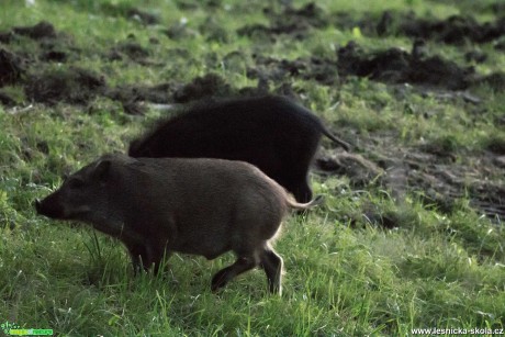 Setkání s černou zvěří - Foto Lukáš Málek 0920 (1)