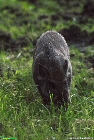 Setkání s černou zvěří - Foto Lukáš Málek 0920