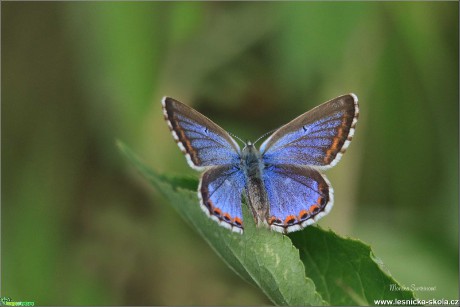 Modrásek jetelový - Foto Monika  Suržinová 0920 (2)