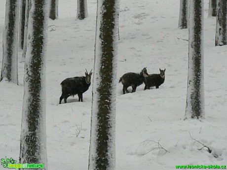 Kamzík horský - Rupicapra rupicapra - Foto Eliška Devátá