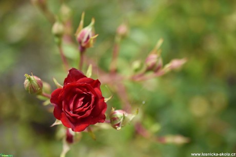 Růže - Foto Marie Vykydalová 1020