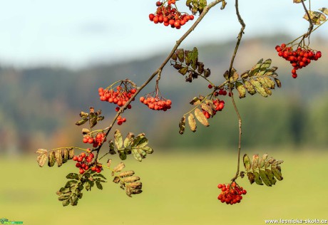 Podzim - Foto Petr Germanič 1020