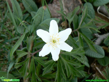 Sasanka hajní - Anemone nemorosa - Foto Eliška Devátá