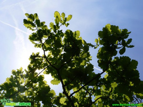 Dub letní - Quercus robur - Foto Eliška Devátá