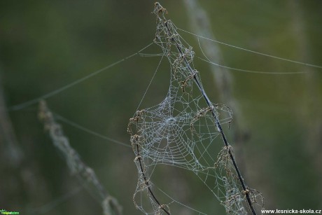Říjnová pavučina - Foto Ladislav Jonák 1020