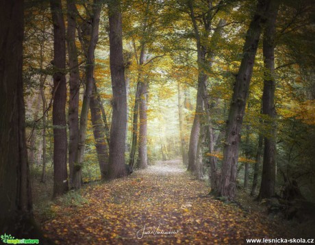 Podzimní cesta - Foto Jana Vondráčková 1020 (1)