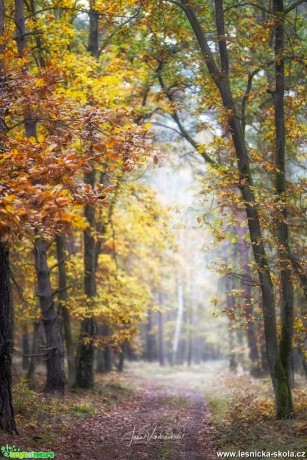 Podzimní cesta - Foto Jana Vondráčková 1020 (2)