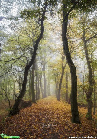 Podzimní cesta - Foto Jana Vondráčková 1020