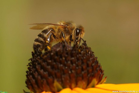 Včela medonosná - Foto Irena Wenischová 1020
