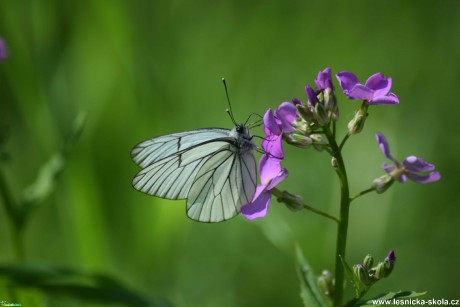 Bělásek ovocný - Aporia crataegi - Foto Marie Žďánská 1020