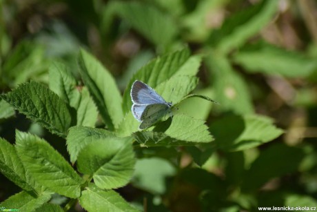 Modrásek krušinový - Celastrina argiolus - Foto Marie Žďánská 1020