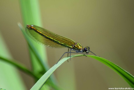 Motýlice lesklá - Calopteryx splendens - Foto Marie Žďánská 1020