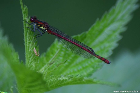 Šidélko ruměné - Pyrrhosoma nymphula - Foto Marie Žďánská 1020