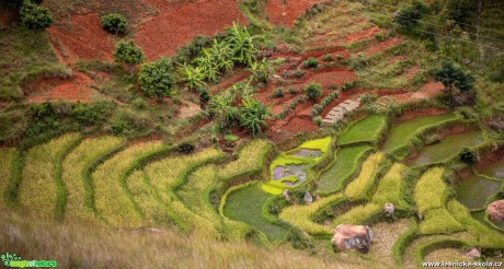 Madagaskar - Foto Ladislav Hanousek 1020 (12)