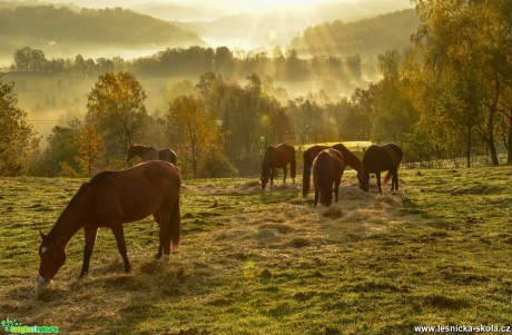 Podzim na pastvinách - Foto Jaroslava Jechová 1020 (1)