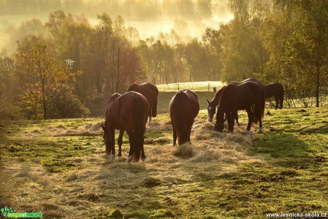 Podzim na pastvinách - Foto Jaroslava Jechová 1020 (3)