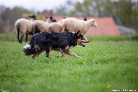 Pastevecká práce - Foto Jiří Křivánek 1020 (1)