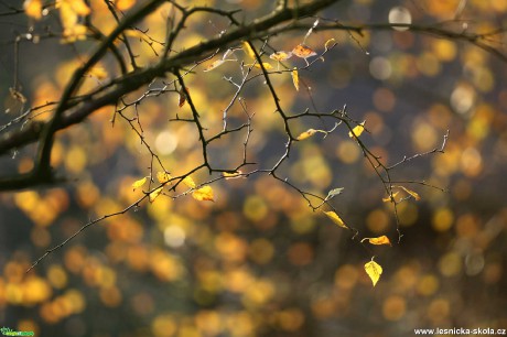 V korunách stromů - Foto Angelika Špicarová