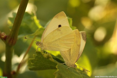 Bělásek řepový - Foto Irena Wenischová 1220