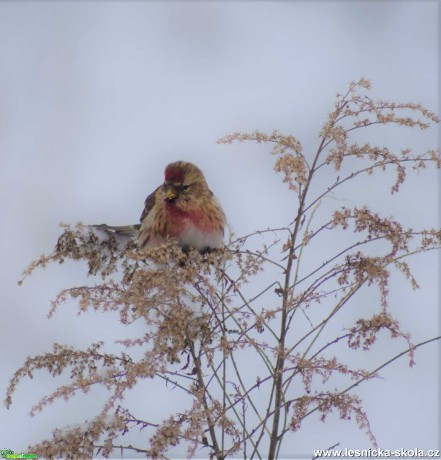 Čečetka zimní - Carduelis flammea - Foto Marie Žďánská 1220