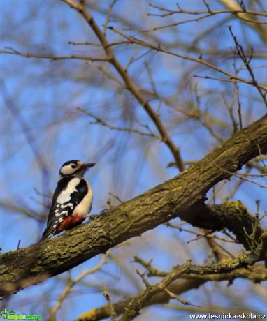 Strakapoud velký - Dendrocopos major - Foto Marie Žďánská 1220