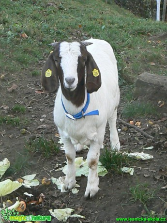 Burská koza - Foto Eliška Devátá (2)