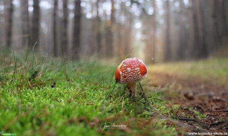 Krásná a sama - Foto Jana Vondráčková 1220