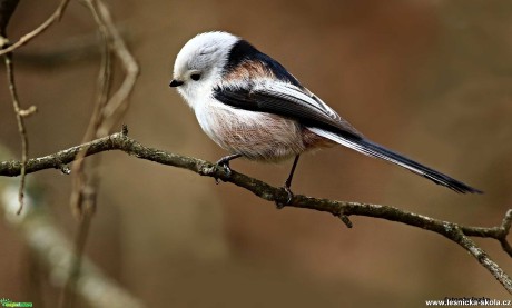 Mlynařík dlouhoocasý - Aegithalos caudatus - Foto Pavel Balazka 1220