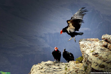 Grand Canyon v Arizoně - Foto Ladislav Hanousek 1220 (11)