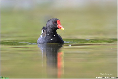 Slípka zelenonohá  - Gallinula chloropus - Foto - Monika Suržinová 1220 (1)