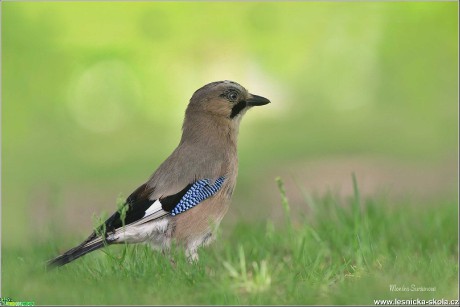 Sojka obecná -  Garrulus glandarius - Foto Monika Suržinová 1220 (3)