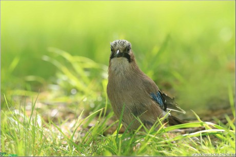 Sojka obecná -  Garrulus glandarius - Foto Monika Suržinová 1220 (4)