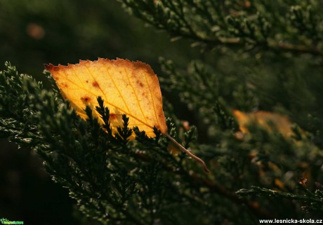 Lístek podzimní - Foto Angelika Špicarová 0121