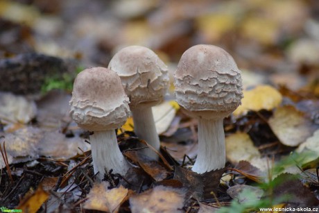 Bedla červenající -  Macrolepiota rachodes - Foto Marie Žďánská 1220