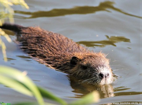 Nutrie - Foto František Novotný 0121